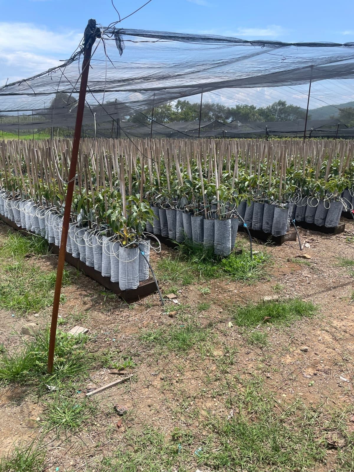 Young avocado trees growing in the nursery
