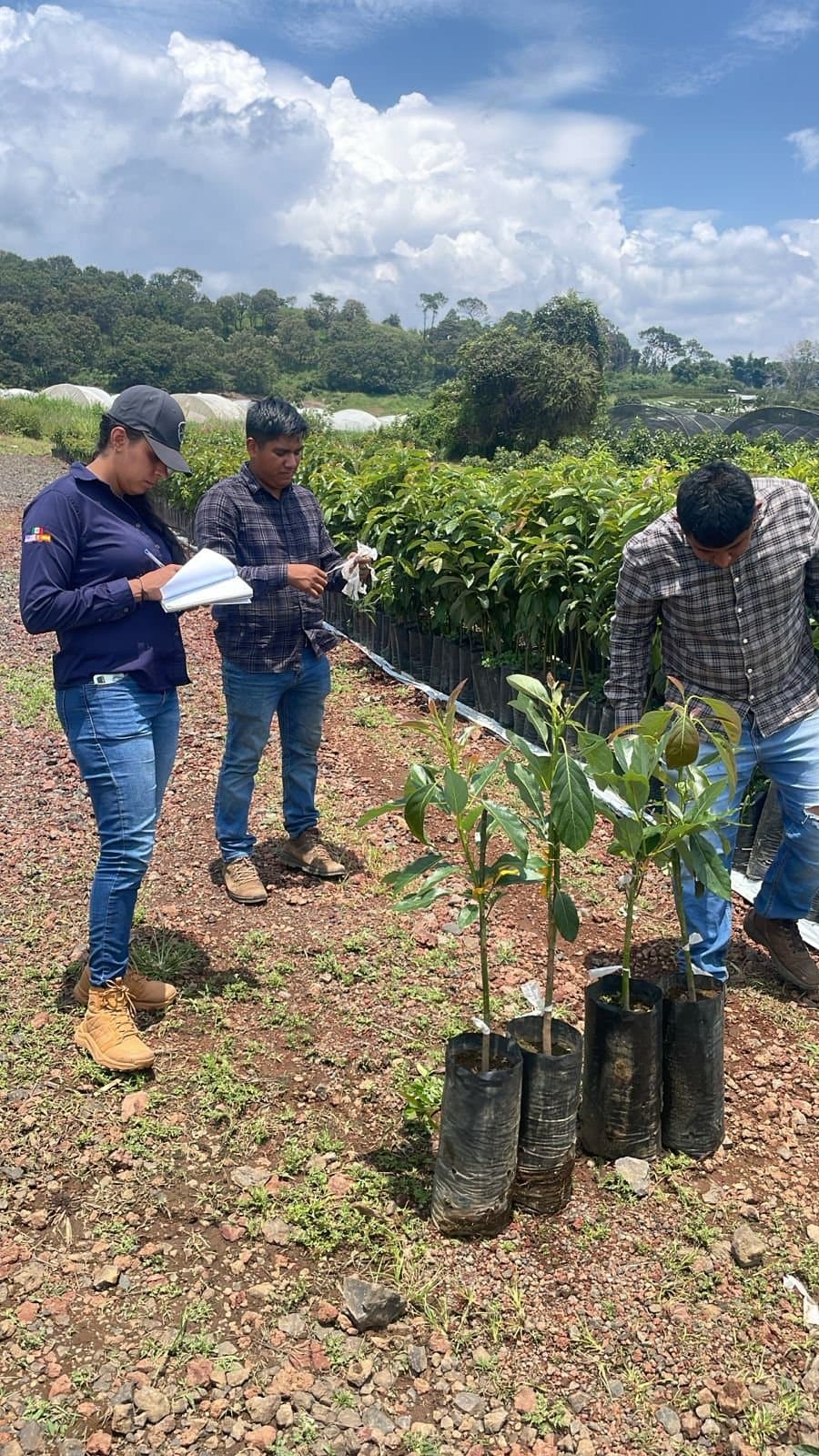 Trabajadores inspeccionando árboles jóvenes de aguacate en el vivero