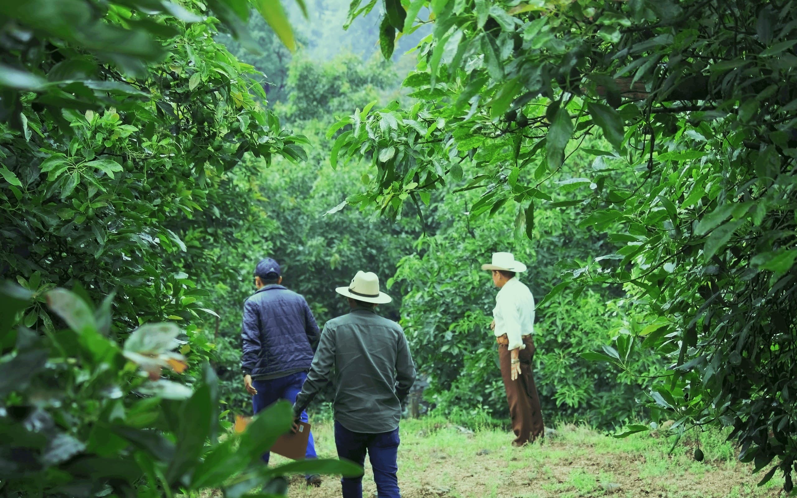 Two people walking between planted rows in the orchard