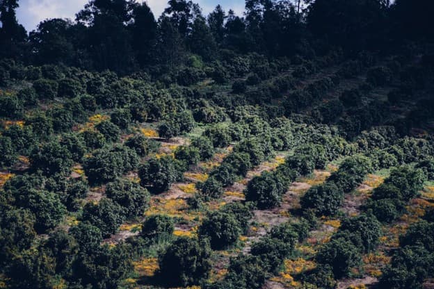 Hileras de árboles de aguacate que recorren una huerta en ladera, con flores silvestres amarillas entre ellas y bosque a lo largo de la cresta.