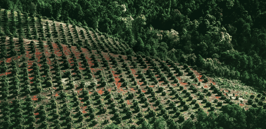 Vista aérea de una huerta de aguacate plantada en hileras sobre una ladera, rodeada de bosque denso.