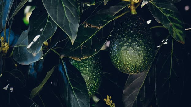 Dos aguacates Hass madurando a la sombra, entre las hojas oscuras de un árbol de la huerta.