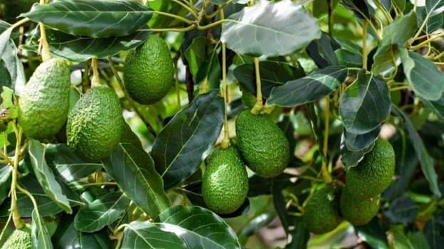 Hass avocados clustered thickly on the branch, in full sun among glossy leaves.