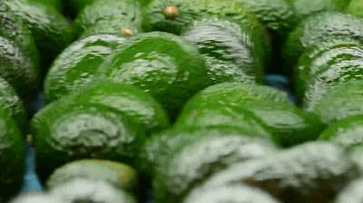 Harvested avocados packed close together in shipping crates.