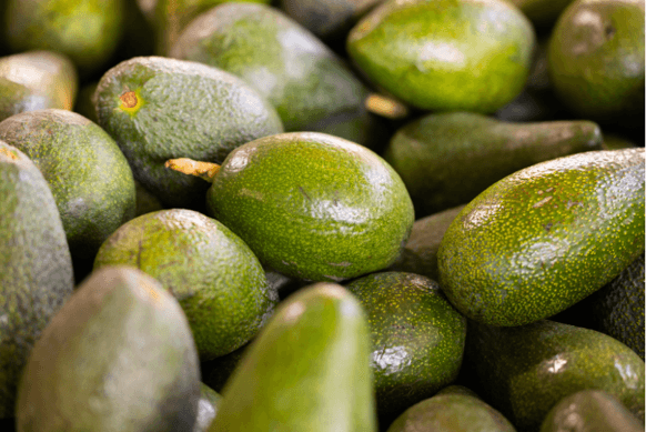 Primer plano de aguacates recién cosechados
