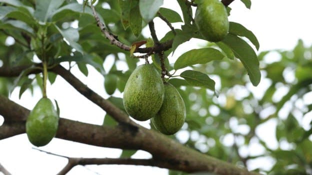 Aguacates verdes y jóvenes colgando de una rama contra un cielo claro y nublado.
